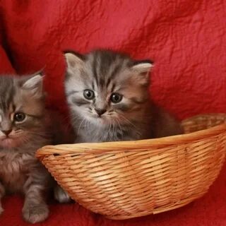 Котята кемерово