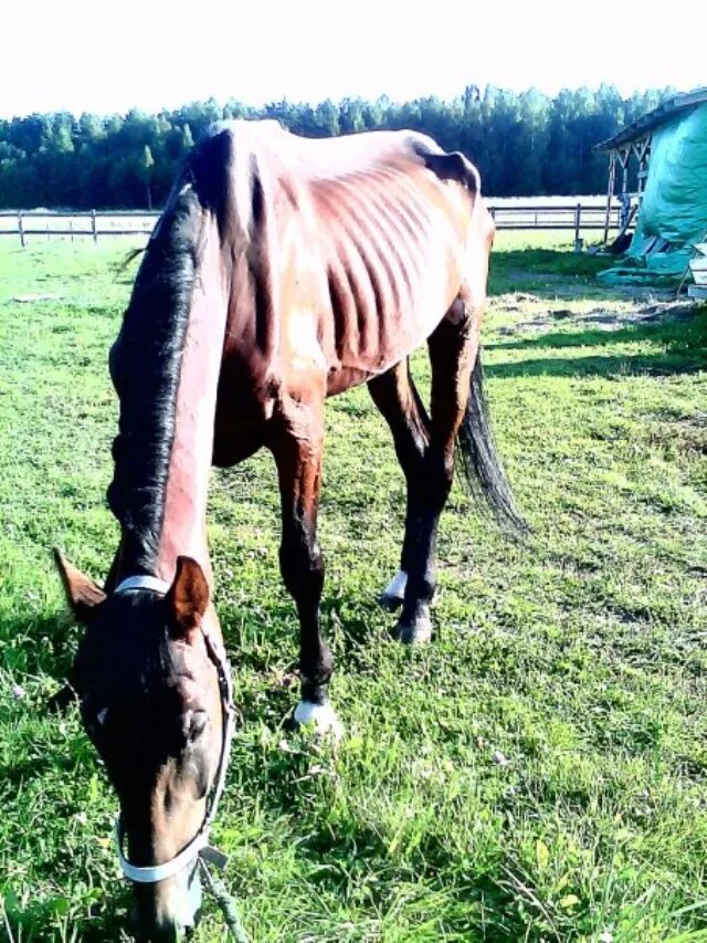 лошадь карикатура. сумасшедшая лошадь. старая лошадь. прикольный конь. кобыла теперь конечно кляча.