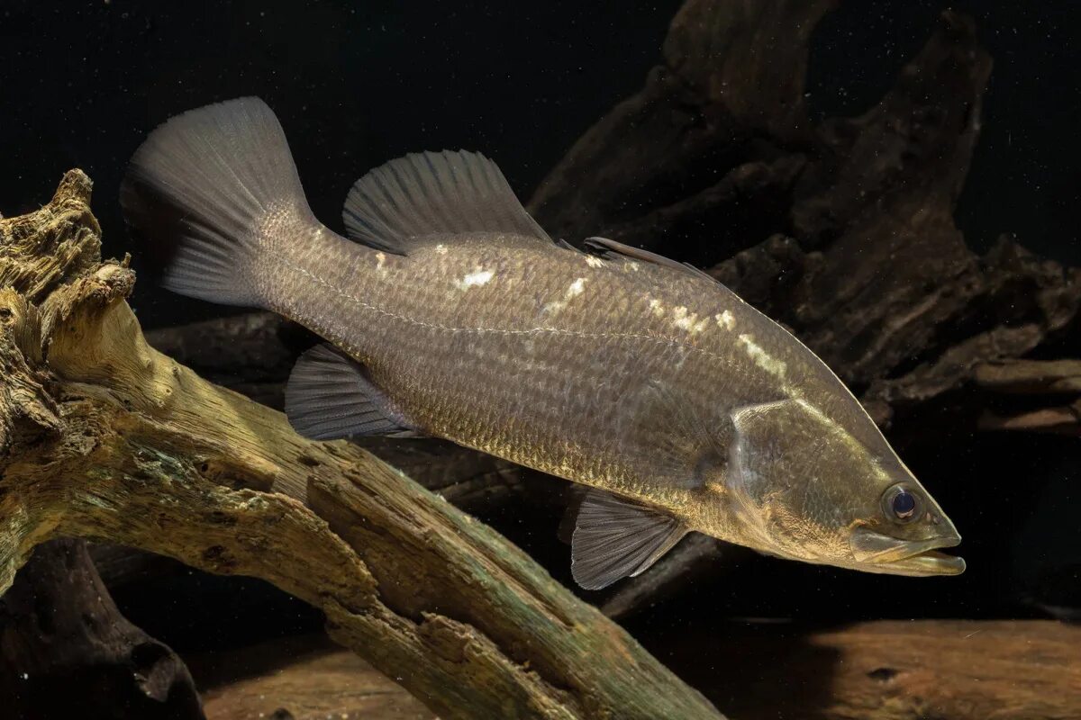 Барамунди. Окунь Барамунди австралийский. Barramundi рыба. Морской окунь Барамунди. Треска баррамунди.