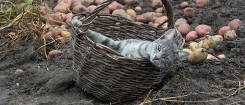 Кот в огороде