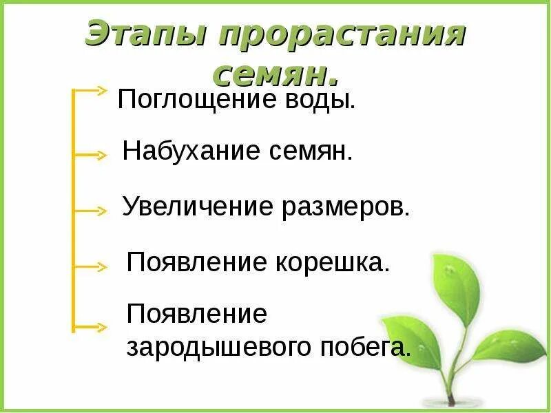 С чего начинается прорастание семени и почему. Этапы прорастания Семч. Стадии прорастания семян огурцов. Э́тапы прорастания семян. Этапы прорастания семян 6 класс.