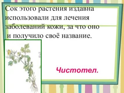 Соком чистотела лечат заболевания кожи