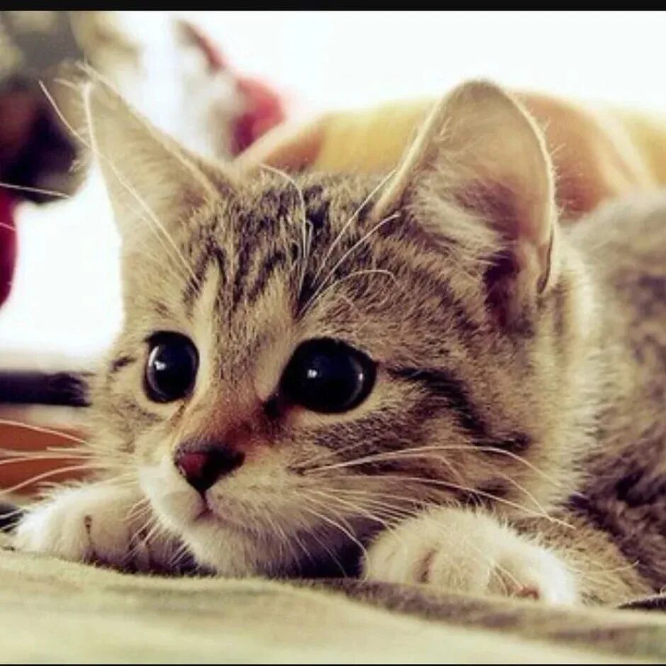 Фото няшных котят. Хорошенький котенок. Милые котики. Милые кошечки. Пушистые котята.