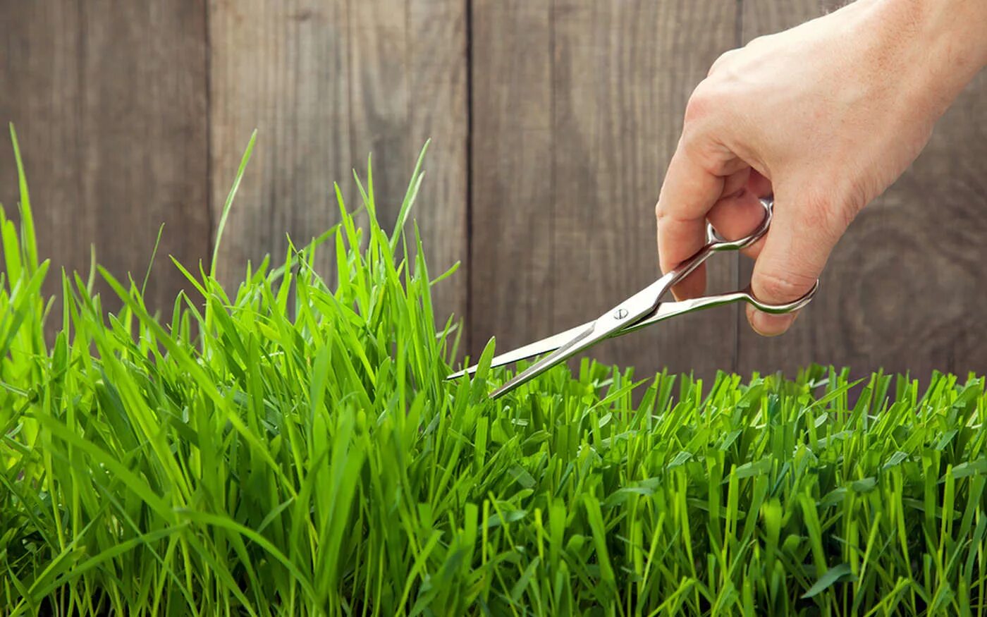 Трава подстрижена жареный. Трава подстрижена жареный. Стрижка газона. Стрижка газона. Нестриженный газон.
