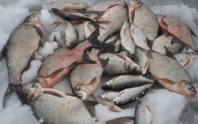 Зимняя рыбалка куча плотвы. Плотва нургуш. Плотва густера сорога. Сорожка густера, подлещик. Ночная рыбалка зимой на плотву.