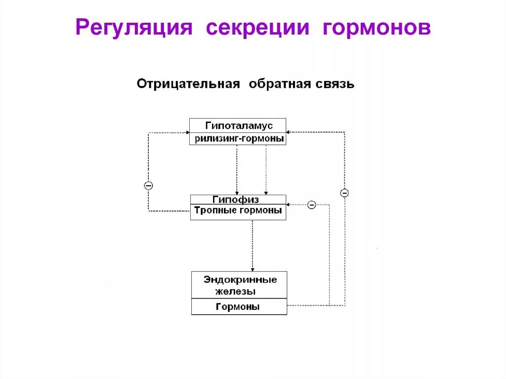 Регуляция гормона по обратной связи схема. Эстрогены регуляция секреции эстрогенов. Принцип отрицательной обратной связи гормонов. Отрицательная Обратная связь в регуляции секреции.