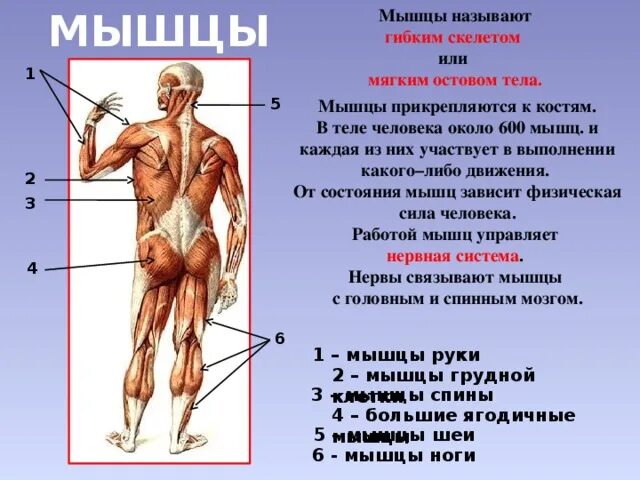 Мышцы человека тест с ответами. Мышцы человека 4 класс. мышцы человека презентация. мышечная система человека презентация. сообщение о мышцах.