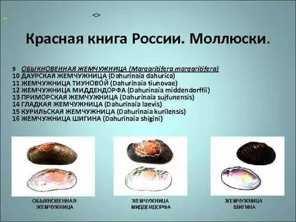 Признаки относящиеся к моллюскам