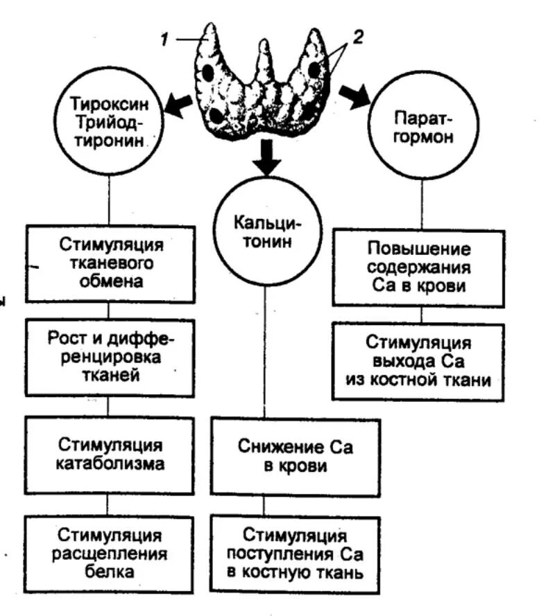 Тироксин органы мишени. Функции тиреоидных гормонов щитовидной железы. Гормоны щитовидной железы схема. Схема выработки гормонов щитовидной железы. Щитовидная железа строение и функции гормоны таблица.