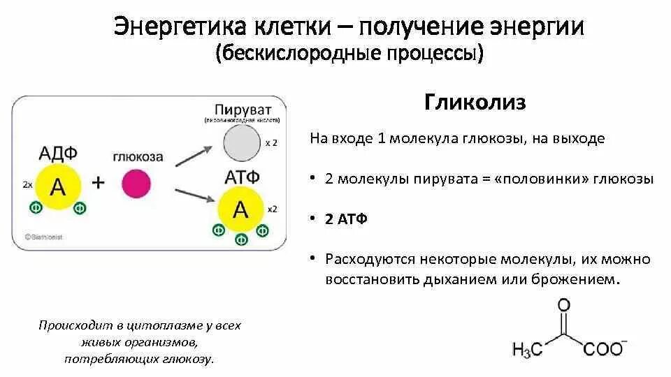 Энергетика клетки. Иооучение энергии в плетке.