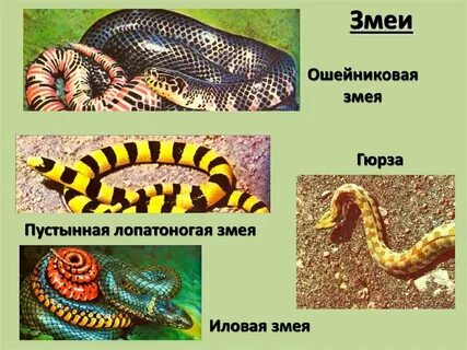 К отряду чешуйчатых пресмыкающихся относятся