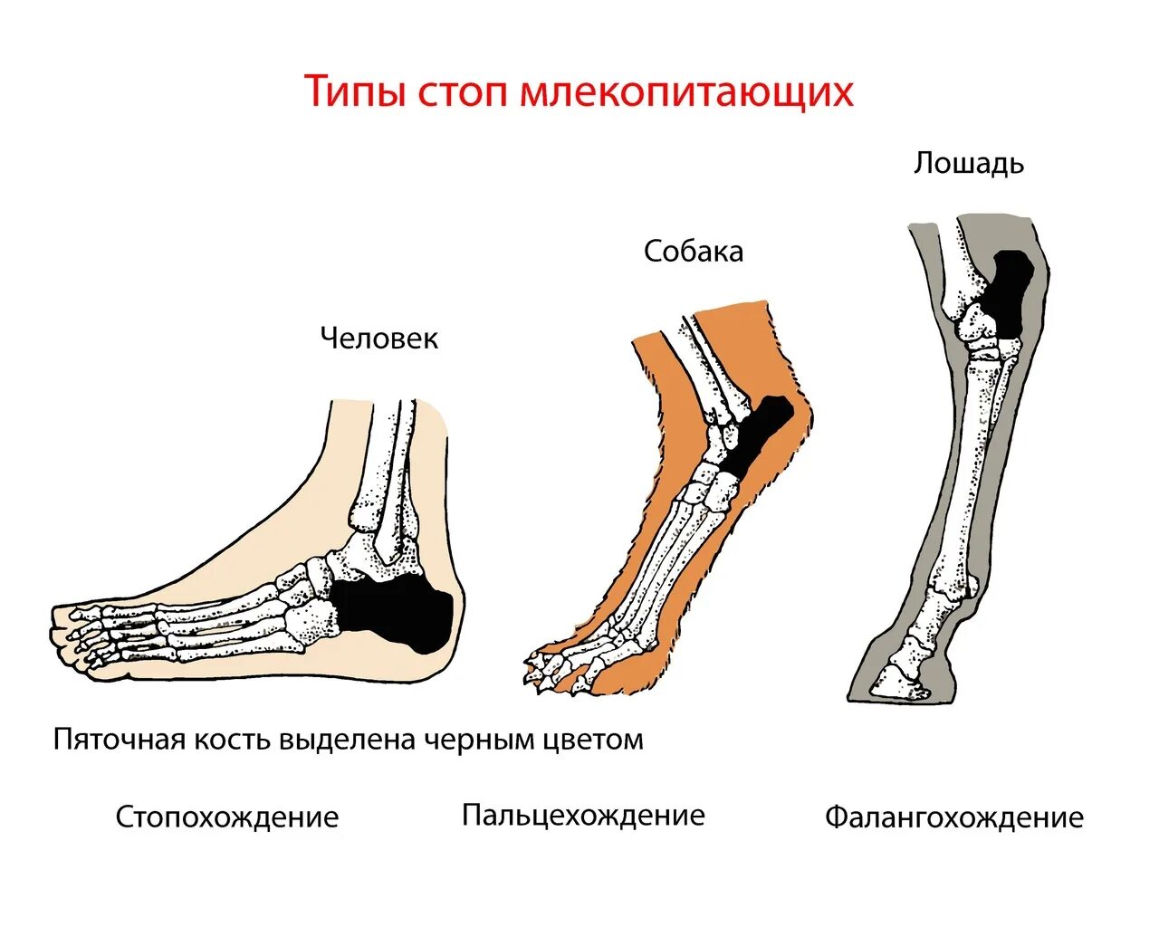 Типы стопы человека. Типы стопы. Тип стопы человека. Стопохождение пальцехождение фалангохождение. Стопы млекопитающих.