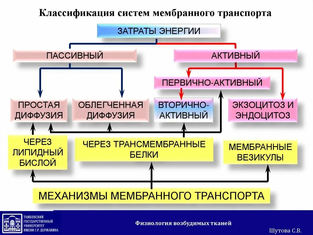 Виды активного транспорта через плазматическую мембрану. Активный и пассивный транспорт ионов через клеточную мембрану. Активный и пассивный транспорт физиология. Мембранные потенциалы и их ионная природа. Активный и пассивный транспорт физиология.