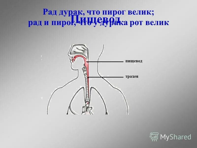 В чем особенность расположения пищевода относительно трахеи