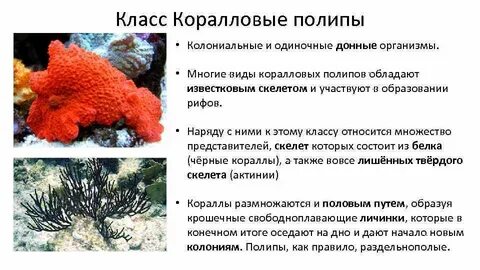 Коралловые полипы кровеносная система