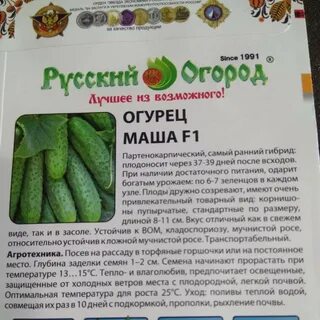 Огурцы сорта маша отзывы