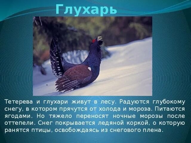 Где обитает тетерев. Глухарь описание. глухарь и тетерев зимой. тетерев зимующая птица. доклад про глухаря.