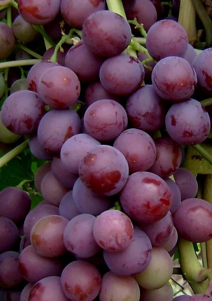 Гибрид Шатилова виноград. Виноград Первозванный. Сорт винограда Первозванный. Виноград гибрид Шатилова 2-72.