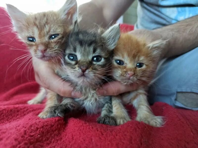 Найти котят в добрые. Породистые котята. котята в добрые руки. самая дешевая порода кошек. отдам котят в добрые руки.