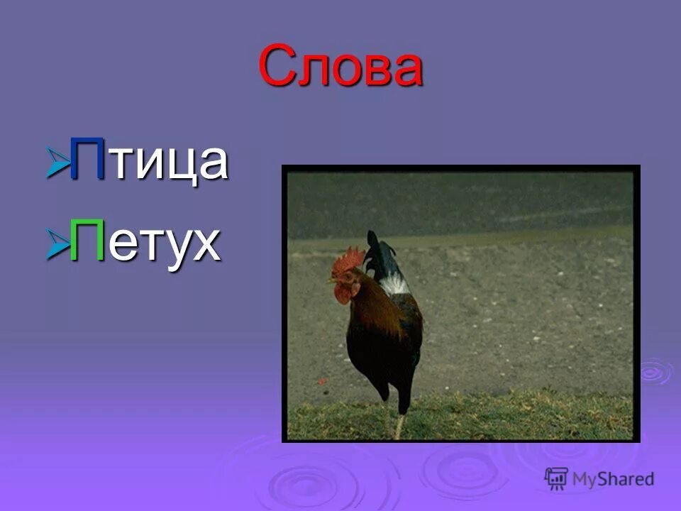 Загадка хвост. Петух звук п. Не ездок а со шпорами загадка. Загадка хвост с узорами сапоги со шпорами. Ребус хвост хвостик.