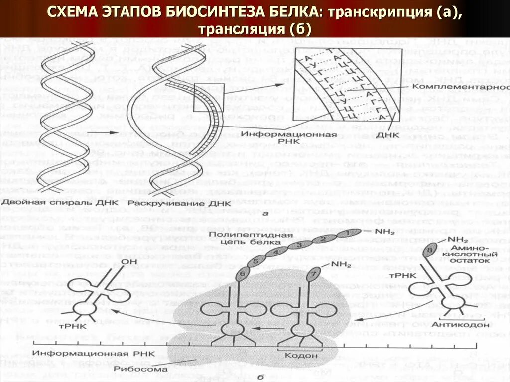 Последовательность транскрипции трансляции. Этапы белкового синтеза схема. Схема транскрипции синтеза белка. Первый этап синтеза белка транскрипция. Схема процесса трансляции биология 10 класс.