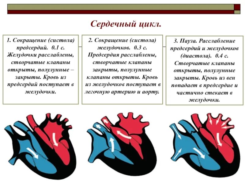 Фаза сердечного цикла систола желудочков. Строение сердца систола диастола. Три фазы сердечного сокращения у млекопитающих. Сердечный цикл систола предсердий систола желудочков диастола. Состояние предсердий во время систолы предсердий