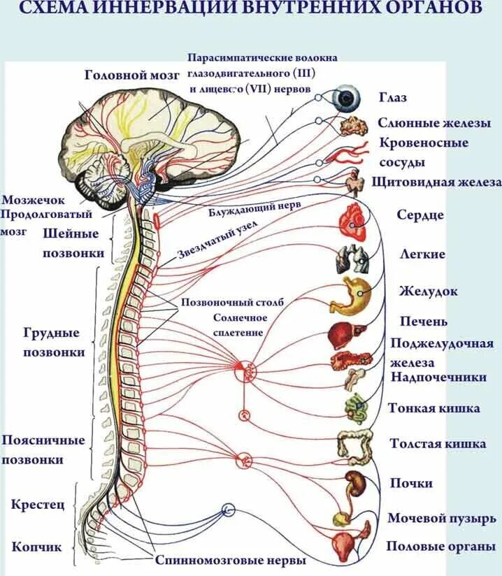 Сегменты спинного мозга схема иннервации. Вегетативная нервная система схема иннервации органов. Схема иннервации спинномозговых нервов. Иннервация спинного мозга схема.