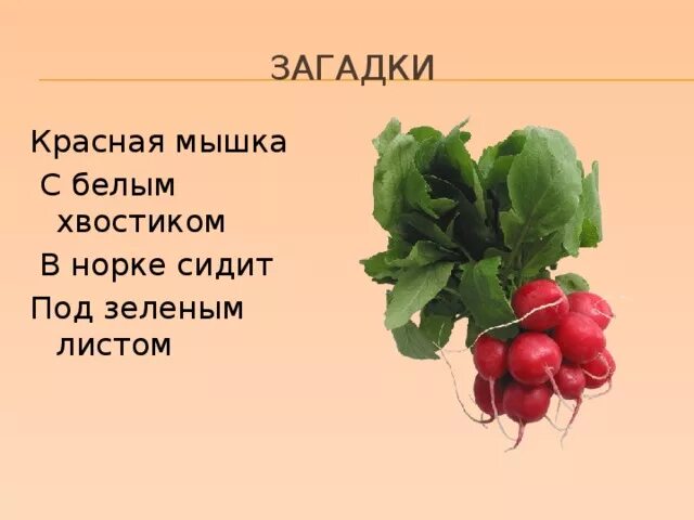 Про красную мышь и зеленую