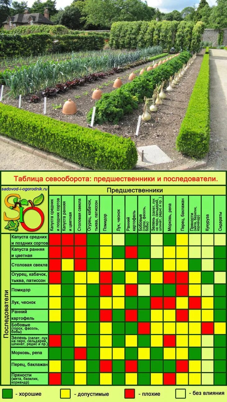 Таблица севооборота предшественники и последователи. Таблица севооборота овощных культур на огороде. Севооборот овощей на грядках таблица совместимости. Дачный севооборот культур на огороде. Чередование культур в севообороте