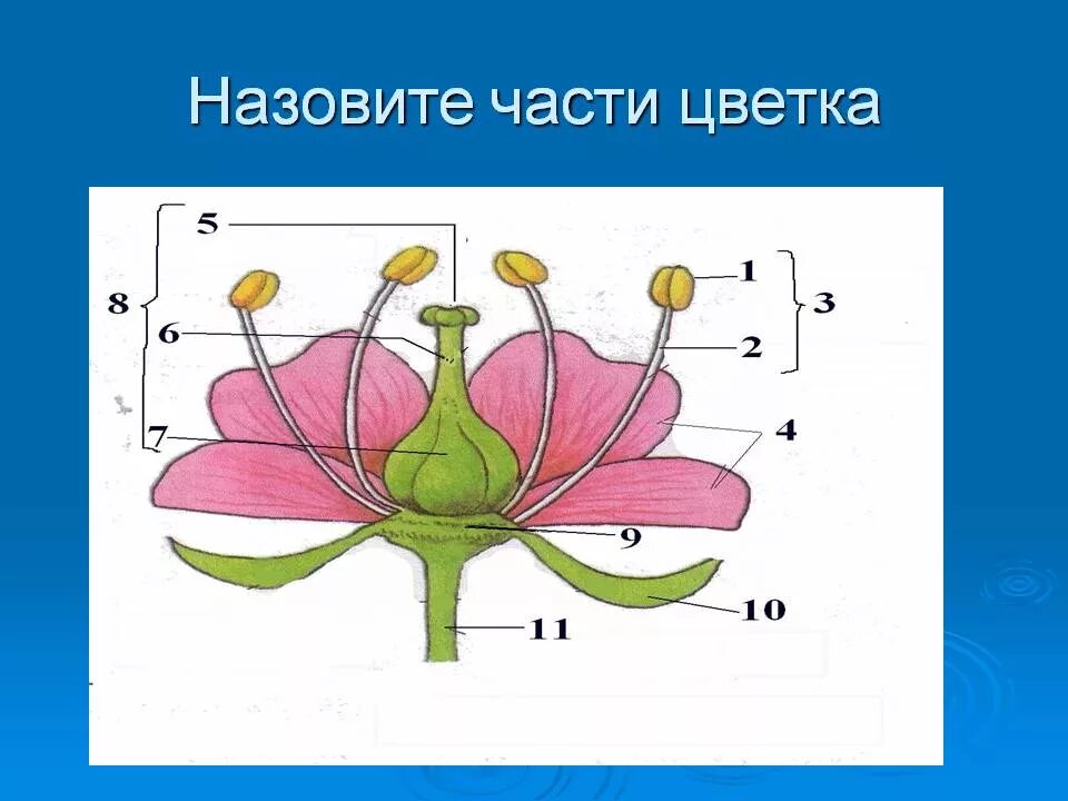 Строение цветка самостоятельная. Строение цветка. Строение и разнообразие цветов. Схема строения цветка. Строение цветка без подписей.