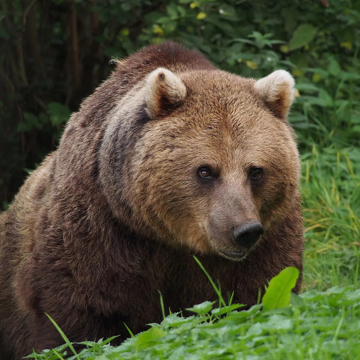 Европейский бурый медведь. Бурый медведь (Ursus arctos). Калифорнийский бурый медведь. Гризли североамериканский бурый медведь.