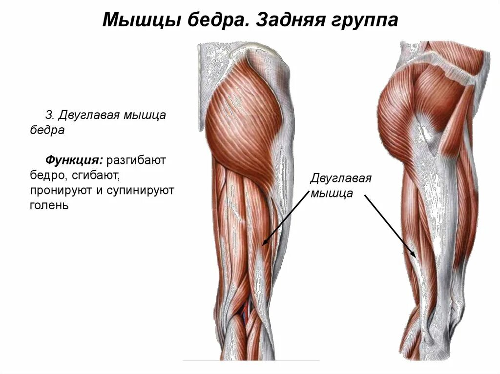 Мышцы задней поверхности бедра анатомия. Анатомия мышц задней поверхности бедра человека. Мышцы задней группы мышц бедра. Задняя группа мышц бедра анатомия. Ляжки или ляшки у человека