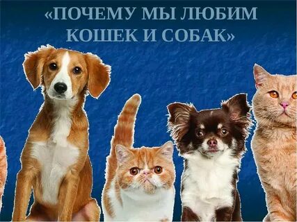 Зачем собаке кошка