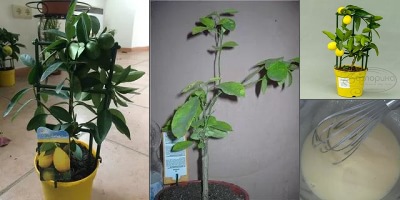 лимонелла с головой фото