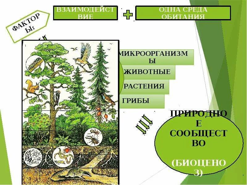 Растительное сообщество состоящее. Классификация растительных сообществ рисунок. Проект растительные сообщества. Растительные сообщества. Типы растительных сообществ.. Растительное сообщество это в биологии.