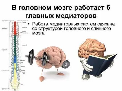 Сколько мозги работают у человека