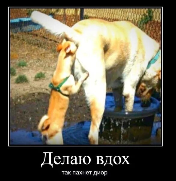 Спільнота Steam :: :: dog