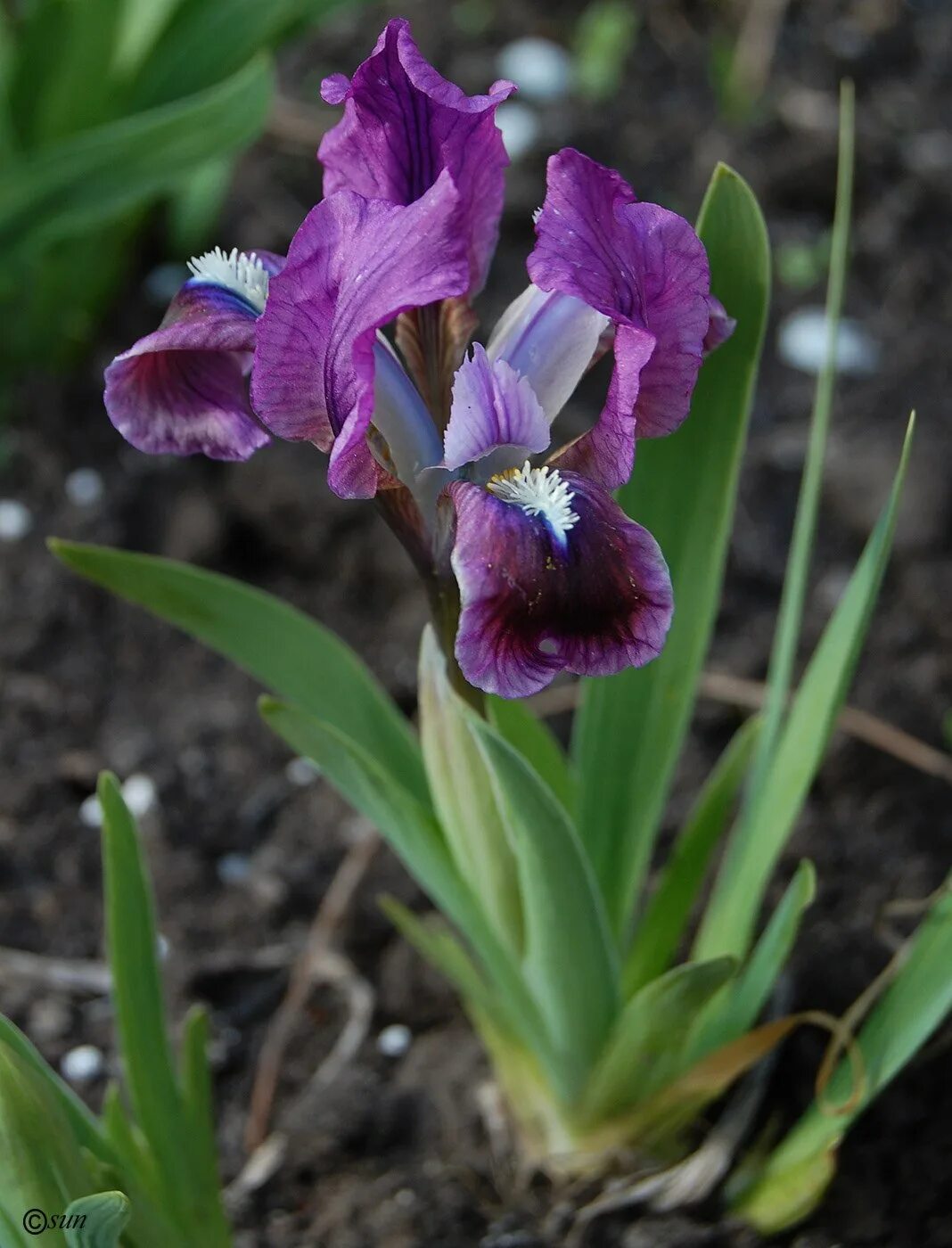 Иксис цветок. Касатик низкий (iris humilis. Ирис безлистный. Ирис самара. Ирис самара.
