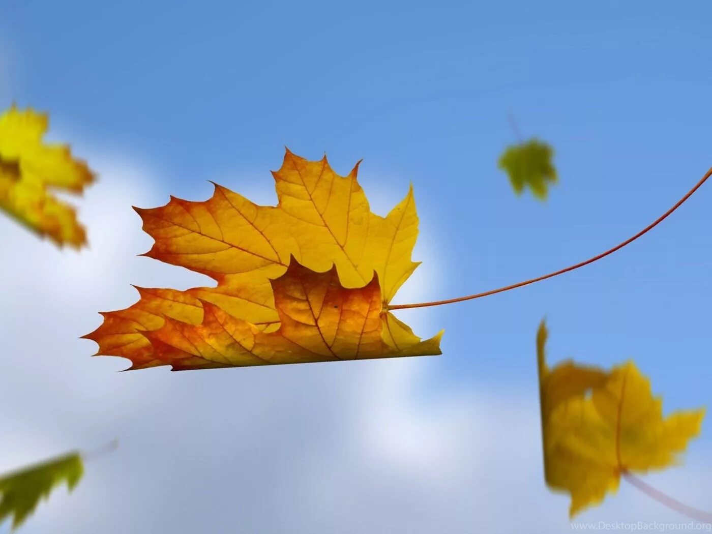 Листья кружатся в воздухе. Осенний ветер. Листья падают с деревьев. Осенние листья на ветру. Осень листопад.