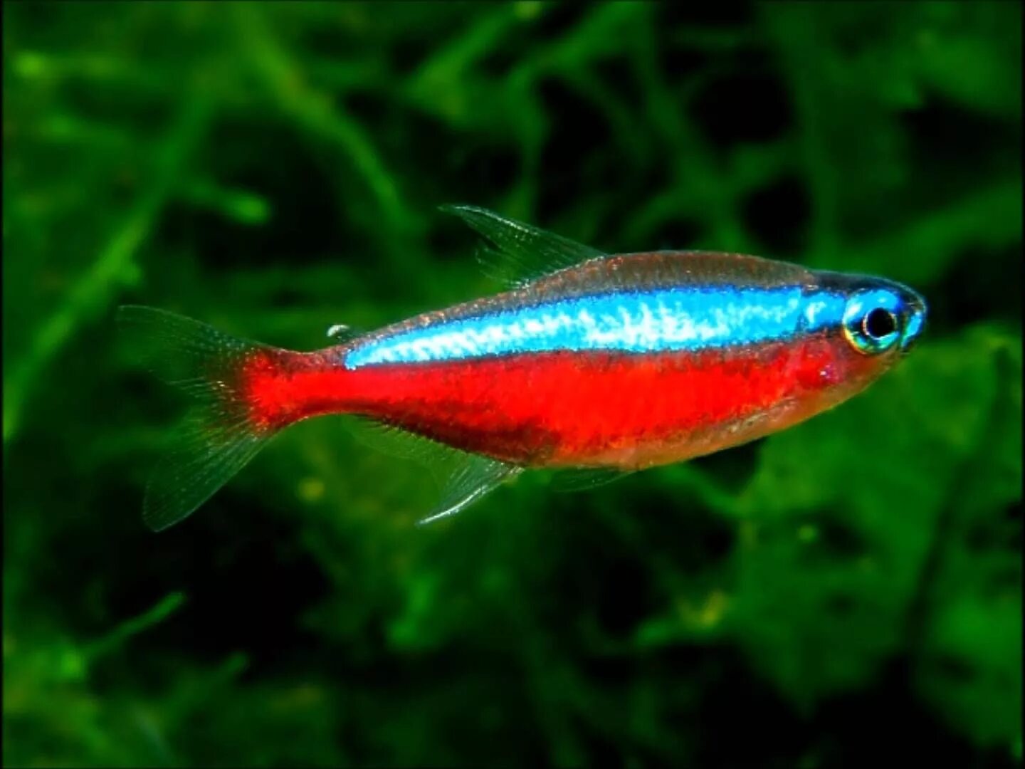 Неон Кардинал вуалевый. Неон голубой вуалевый. Красный неон рыбка аквариумная. Вуалевый неон рыбка.