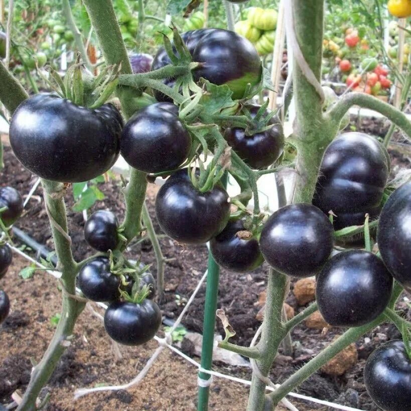 томат королева ночи königin der nacht. томат королева ночи фото. томат королева ночи queen of the night. помидор королева ночи. томат королева ночи характеристика и описание.