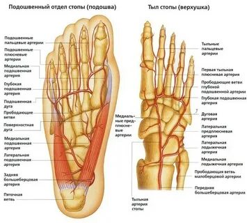 Описание ступни ног человека