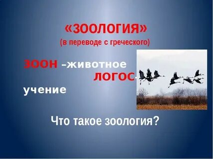 Зоология определение