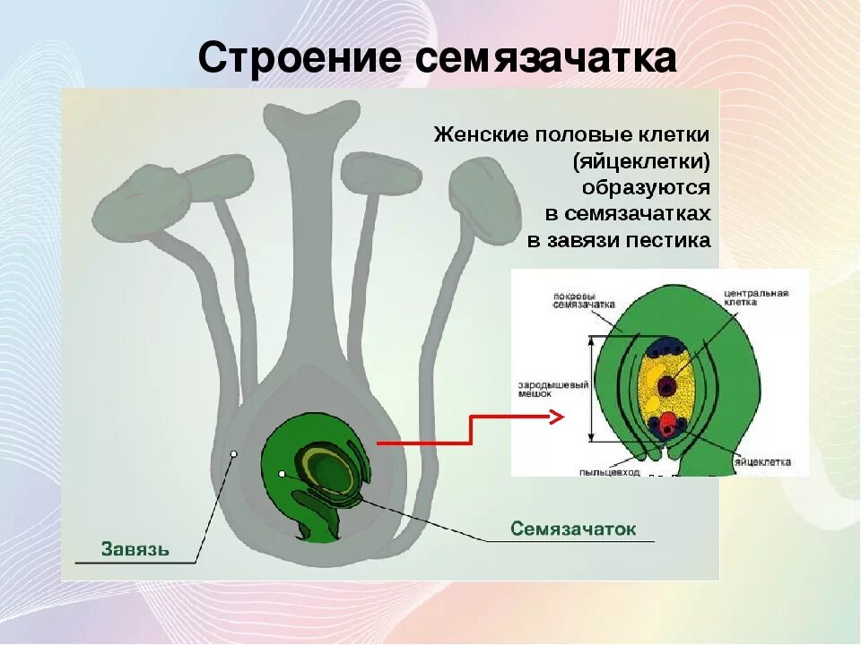 Завязь покрытосеменных. Строение семязачатка цветковых растений. строение цветка семязачаток. схема строения семязачатка покрытосеменных растений. строение завязи семязачаток.
