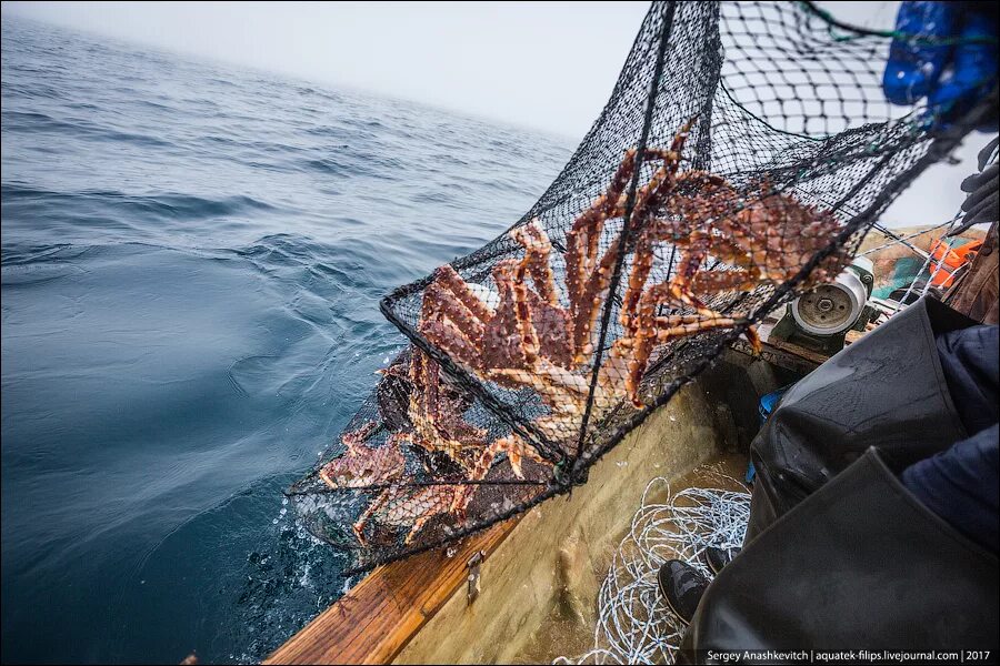 Морской промысел это. Охотское море рыбный промысел. Улов крабов Камчатка. Камчатский краб дальнего Востока. Камчатский краб ловля дальнего Востока.