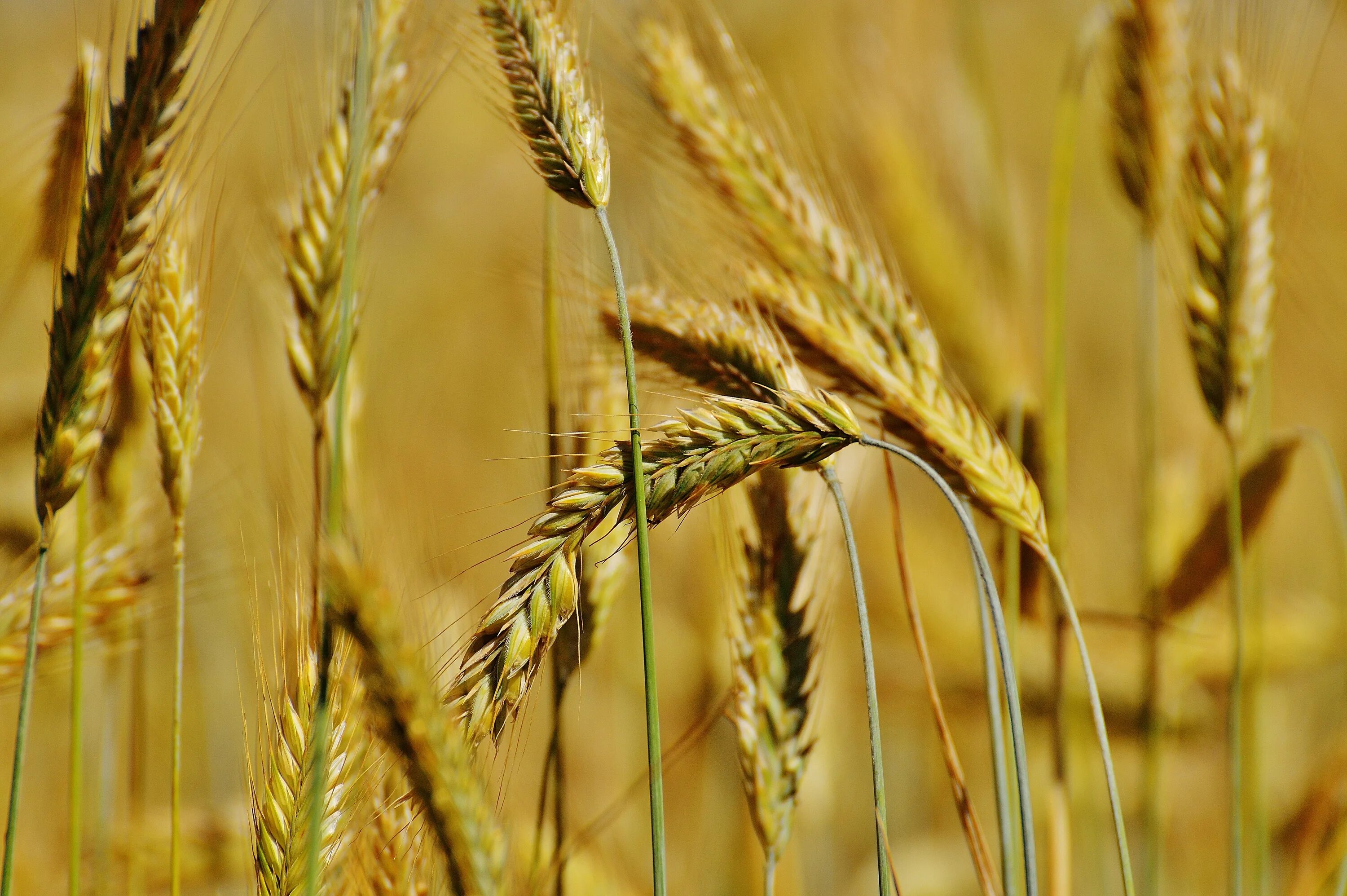 Пшеница фото. Рожь. Зерновое хозяйство. Пшеница сельское хозяйство атрибуты. Хорошее жито