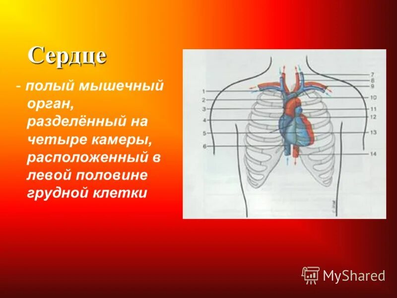 Сердце является полым мышечным органом. Полный мышечный орган разделенный на 4 камеры это. Сердце является полым мышечным органом. Сердце является полым мышечным органом. Сердце является полым мышечным органом.