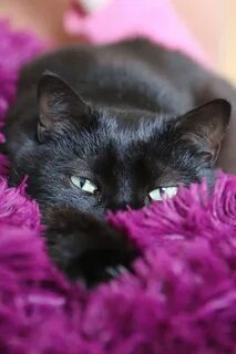 Кошка ярко