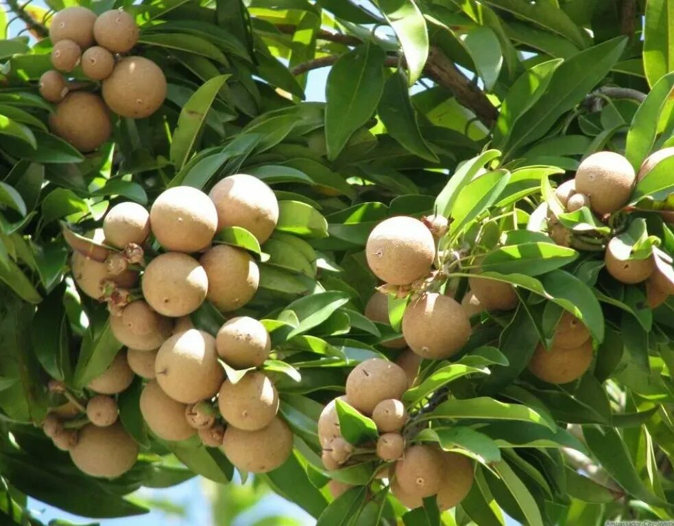 Саподилла. Саподилла тайланд. Саподилла фрукт. Саподилла фрукт. Саподилла тайланд.