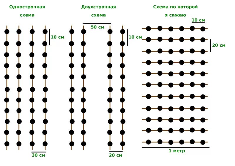 На каком расстоянии сажают под. Лук севок схема посадки.